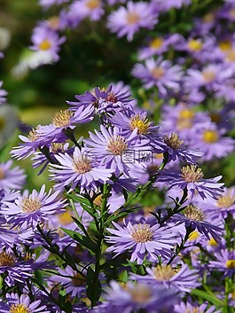 光滑葉 aster,阿斯特,herbstaster