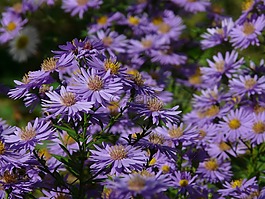 光滑葉 aster,阿斯特,herbstaster
