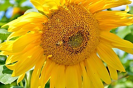 太陽花,花,蜜蜂