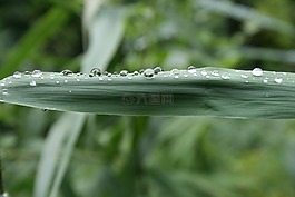 草,拖放,水