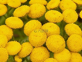 tansy,tanacetum 利用展望,菊花幼苗
