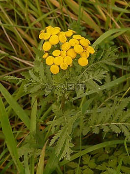 tansy,tanacetum 利用展望,菊花幼苗