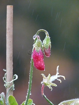 雨,雨滴,濕