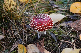 鵝膏菌,蘑菇,秋