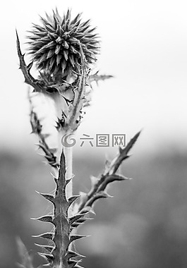 體重,花卉,倒鉤