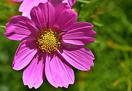 花,粉紅色,鮮花