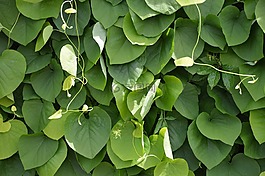 纹理,叶子,光