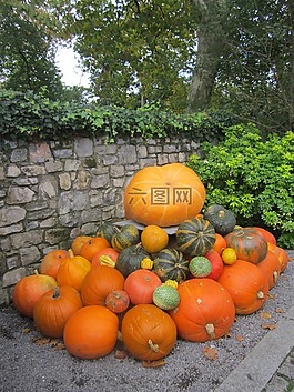 南瓜,萬圣節(jié),景觀