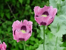 罌粟,粉色,鮮花