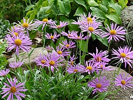 黛西,粉色,鮮花