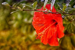 槿,紅色,花
