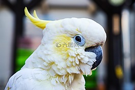 鸚鵡,鳥,羽毛
