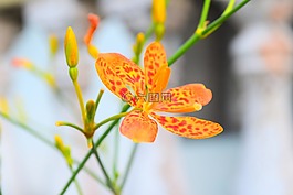 花,蘭花,自然