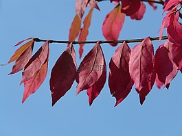 葉子,紅色,秋季