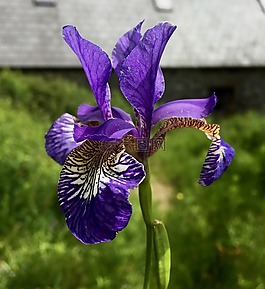 紫色鸢尾,花,鸢尾花