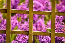 幀,花,紫色
