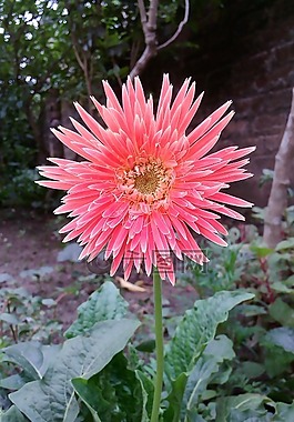 非洲菊,花,園藝