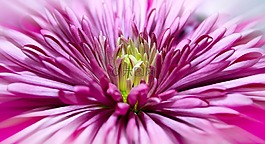 菊花,關(guān)閉,開花