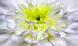 菊花,關(guān)閉,開花