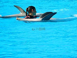 動物,海豚,海洋哺乳動物