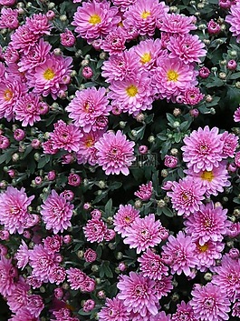 矮人 sommeraster,翠菊,阿斯特