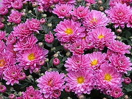 矮人 sommeraster,翠菊,阿斯特
