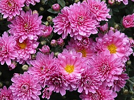 矮人 sommeraster,翠菊,阿斯特