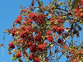 山灰,灰,羅恩