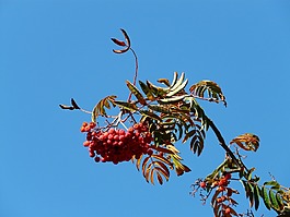 山灰,灰,羅恩