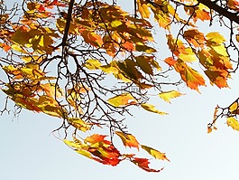 枫叶,宏碁 platanoides,针叶枫叶