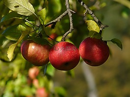 蘋果,紅色,水果