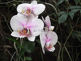 蘭花,花,白
