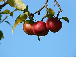 蘋果,紅色,水果