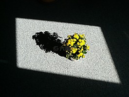 室內(nèi)植物,阿斯特,blumenstock