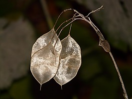 為期一年的銀葉,lunaria 黃花,銀葉