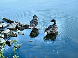 鳧,鴨子,鳥