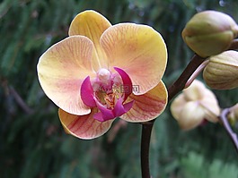 花,蘭花,植物