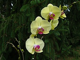 花,蘭花,植物