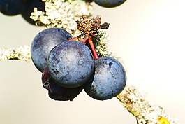 schlehe,布莱克索恩,杏棘胸蛙
