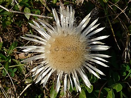 银蓟,carlina acaulis,蓟