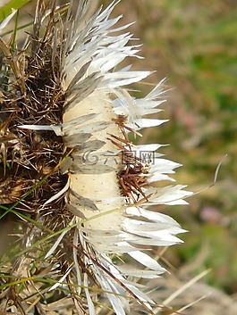银蓟,carlina acaulis,蓟