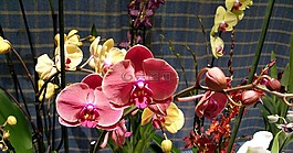 花,蘭花,植物