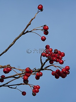 漿果,水果,紅色