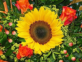 太陽花,花,黃色
