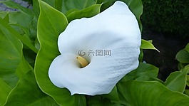 廠,卡拉,開(kāi)花