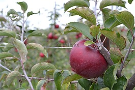蘋果,紅色,水果