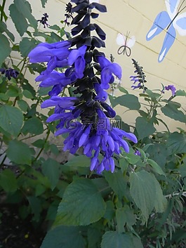 鮮花,自然,環(huán)境