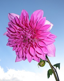 嬌琴紗,開花,粉紅色