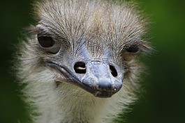 動(dòng)物園,野生動(dòng)物,斯特勞斯