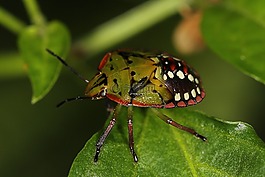 错误,动物,仙女nezara viridula